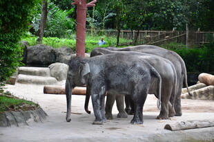 动物园中的几头大象