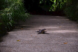 小路上的蜥蜴