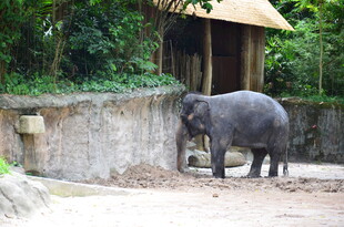 动物园中站立的大象