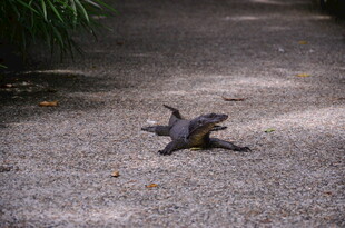 路上的蜥蜴