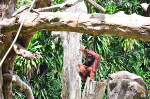 树上的红毛猩猩