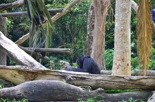 林中黑猩猩独坐木旁