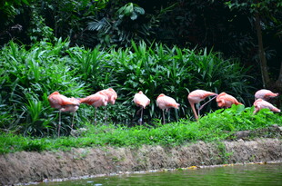 岸边觅食的一群火烈鸟