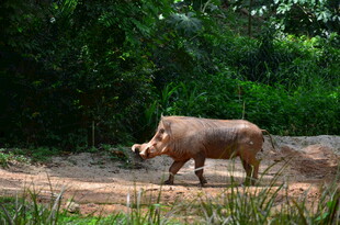 野外独行的疣猪