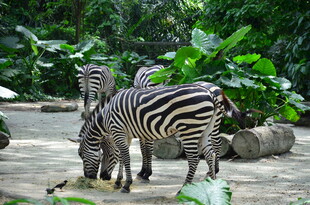 户外斑马群在绿植旁活动