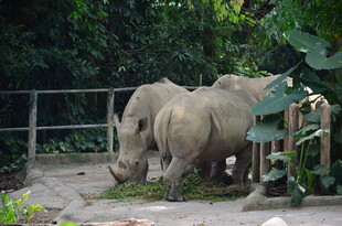 围栏内的几只犀牛
