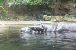 水中休憩的河马