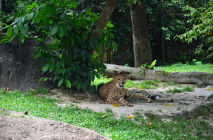 树荫下休憩的猎豹