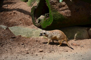 狐獴在栖息地活动