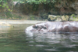 水中的河马