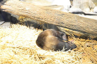 蜷缩在干草上的小动物