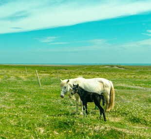 草原上的两匹马