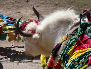 白牦牛与五彩经幡