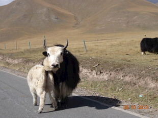 公路上的牦牛母子