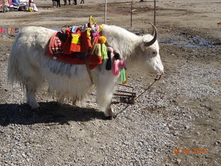 装饰精美的白色牦牛