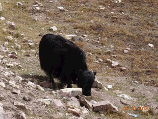 草原上的黑色牦牛