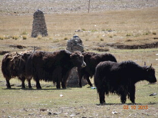 草原牧人与牦牛群