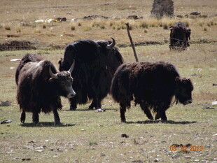 草原上的牦牛群