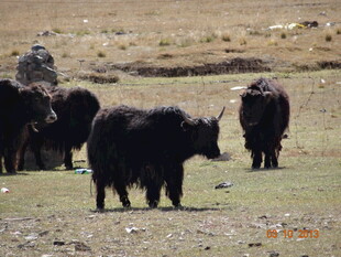 草原上的牦牛群