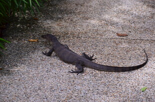 地面上的黑色蜥蜴