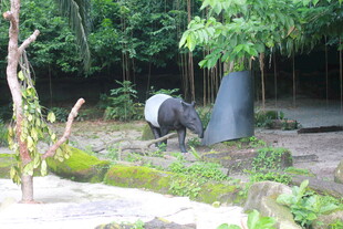 动物园中的貘在绿植间