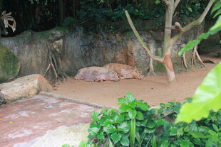 动物园中休憩的动物