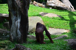 树下行走的猩猩