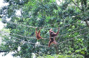 树上的两只红毛猩猩