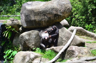 岩石旁休憩的熊猫