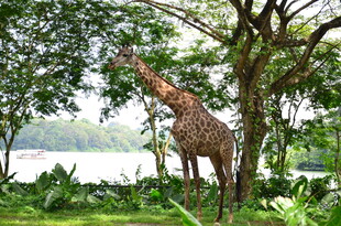 长颈鹿于林间悠然进食