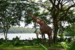 森林中站立的高大长颈鹿