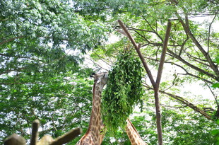 繁茂树林中的奇特树藤