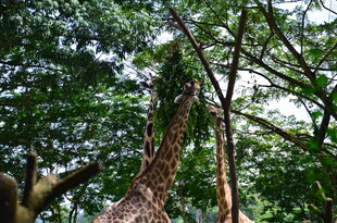 长颈鹿于繁茂树林中进食