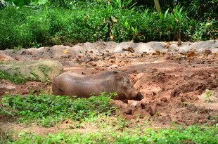野外泥地中的一只野猪