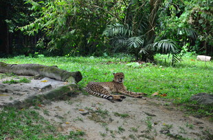 草地上的小老虎