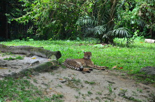 丛林中休憩的狮子