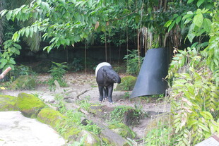 野外黑猪于绿植间觅食