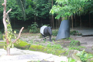 动物园中觅食的貘