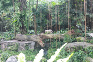 丛林中的岩石与绿植景观