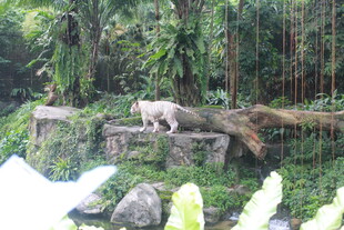 动物园中站立的野生动物