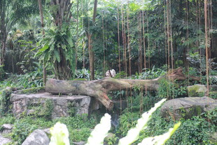 茂密丛林中的自然景象