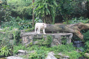 石上白狗身处绿植环绕间