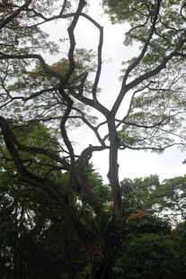 虬枝伸展的繁茂大树