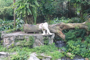 石上休憩的白虎