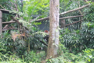 丛林中的古老木质建筑