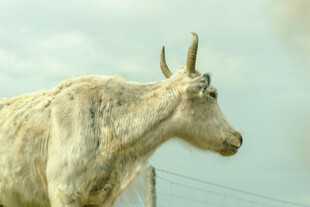 站在户外的山羊