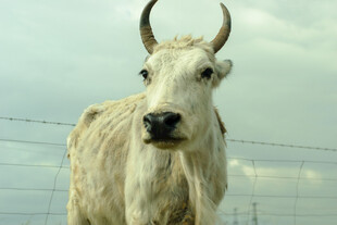 白色长角牛近景特写