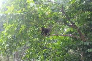 树上栖息的鸟儿