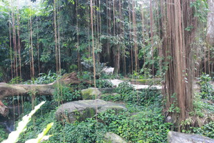 静谧森林中的自然景观