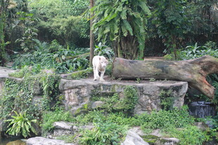 石上白狗身处绿植环绕间